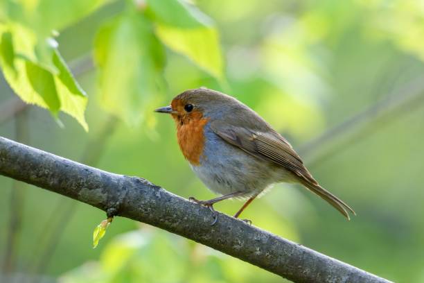istock Small colorful bird on a branch with blurred background 1454557094