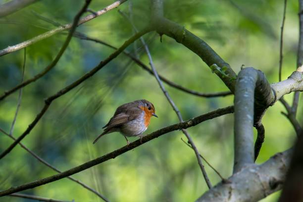 istock Small colorful bird on a branch with blurred background 1454557112