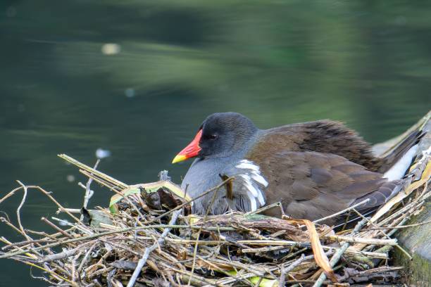 istock Mother bird sitting in its nest by the river 1454557131