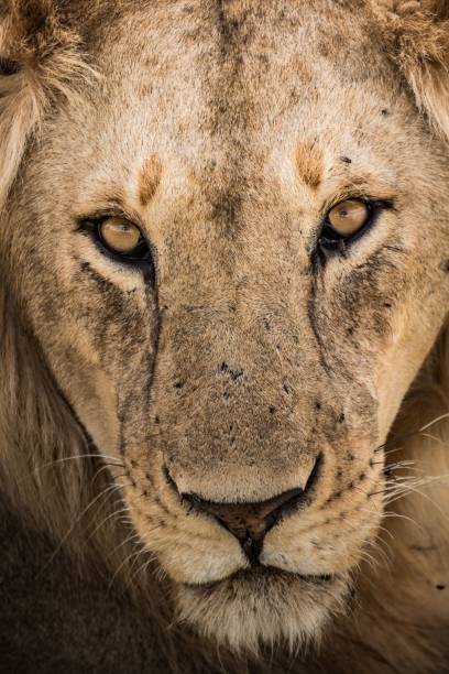 istock Closeup shot of a lion's face with sharp eyes and a serious expression 1454558422
