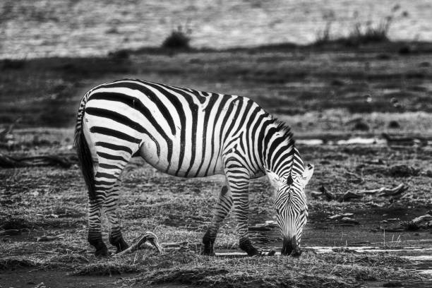 istock Young zebra grazing in a field in Kenya 1454559014
