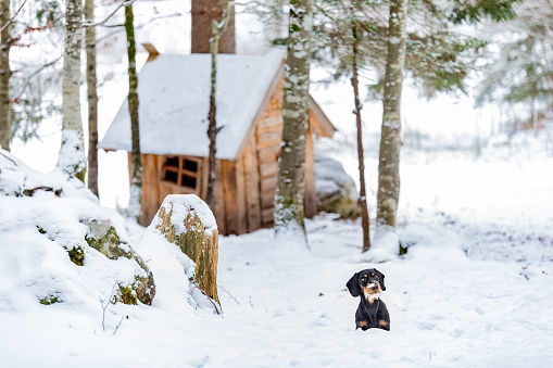 A scenic view of a Dachshund standing in snow, against a tiny wooden house