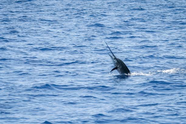 istock Indo-Pacific sailfish (Istiophorus platypterus) in Watamu Banks, Kenya 1454559326
