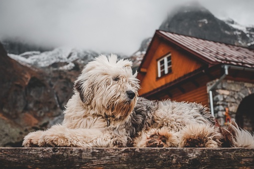 A cute Tibetan Terrier dog in front of mountain and a collage