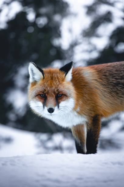 istock Closeup shot of a fox on a snow 1454559484