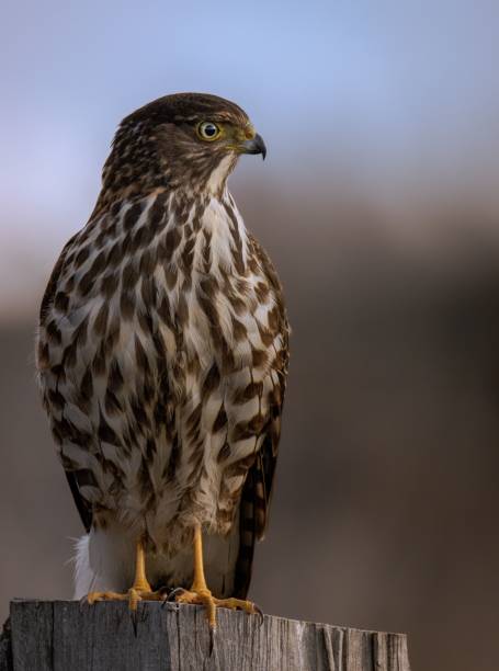 istock Vertical shot of a hawk sitting on a cut tree trunk 1454559795