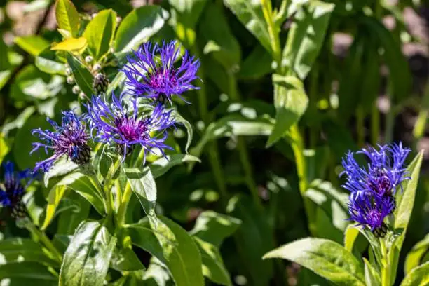 Photo of Shallow focus of purple Mountain bluet in a green field