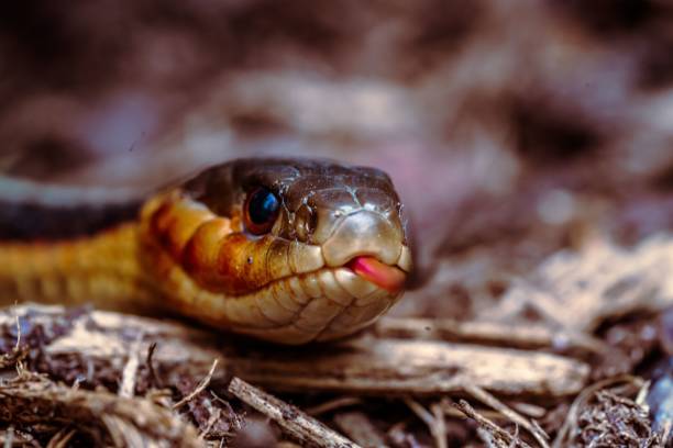 istock Closeup of a snake with a forked tongue 1454559970
