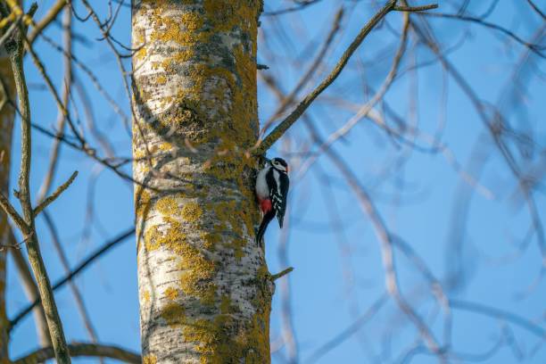 istock Great spotted woodpecker (Dendrocopos major) on the tree bark 1454560078