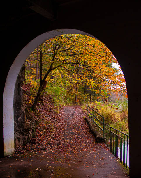 istock Tunnel leading to a beautiful autumnal forest 1454560118