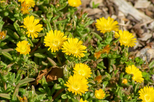 Flowers of a hardy yellow ice-plant (delosperma nubigenum) Delosperma is a genus of around 170 species of succulent plants.  The genus is common in southern and eastern Africa. Delosperma species, as do most Aizoaceae, have hygrochastic capsules, opening and closing as they wet and dry. delosperma nubigenum stock pictures, royalty-free photos & images