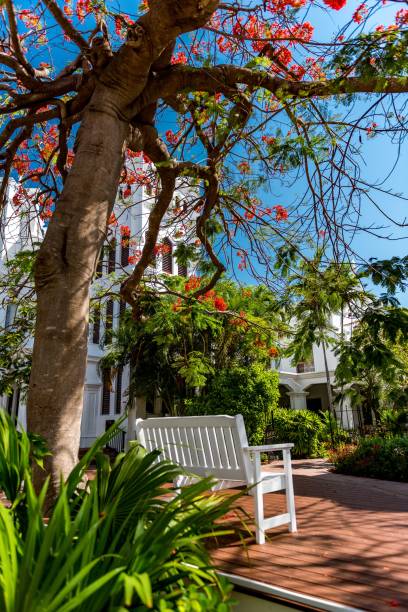 istock Vertical shot of a white wooden bench under a tree in Key West 1454561321