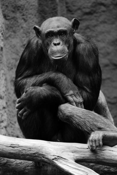 Vertical grayscale shot of a chimpanzee