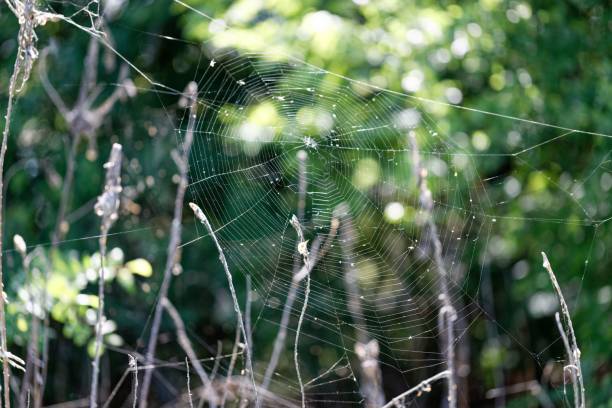 istock Closeup of a spiderweb on a blurred green background 1454561395