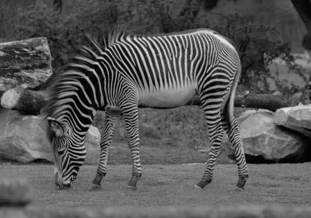 istock Grayscale shot of a zebra in the zoo 1454561432
