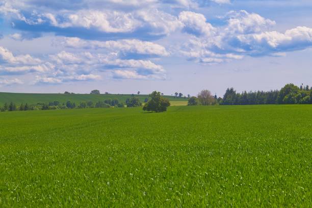 istock Green landscape with the Thuringian Forest view, Germany 1454561459