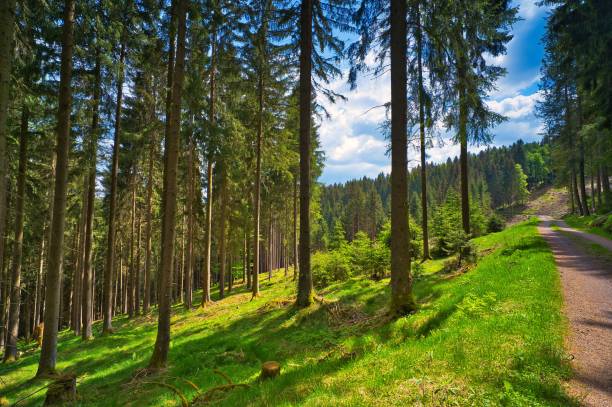 istock Tree logs on the side of the road in the forest 1454561536