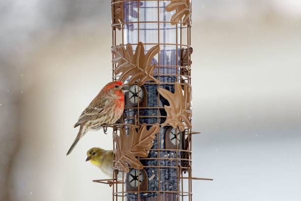 Closeup shot of a house finch bird and a yellow bird perched on metal bars in a blurred background A closeup shot of a house finch bird and a yellow bird perched on metal bars in a blurred background haemorhous mexicanus stock pictures, royalty-free photos & images