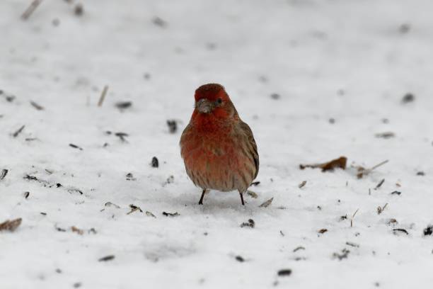 Closeup shot of a red house finch perched on snowy ground in a blurred background A closeup shot of a red house finch perched on snowy ground in a blurred background haemorhous mexicanus stock pictures, royalty-free photos & images