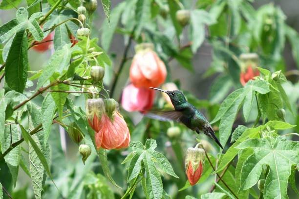 istock Hummingbird getting food from a flower 1454561695