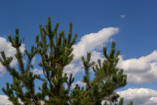 Pine trees, close-up view on the background of the sky with clouds on a summer day.