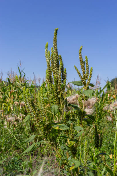 istock Amaranthus retroflexus Red-root amaranth, redroot pigweed, common amaranth, pigweed amaranth, and common tumbleweed. Weed and medicinal plant 1454563483