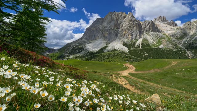 Dolomites, Italy. Alpine landscape with flowers, green meadow and mountains. Falzarego Pass in summer. Camera moving through alpine meadow with flowers in Dolomites, Italy. 4K UHD