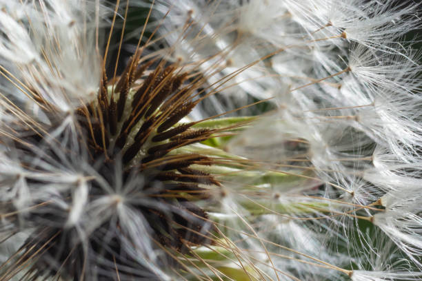 istock Dandelion abstract background. Beautiful white fluffy dandelions, dandelion seeds in sunlight. Blurred natural green spring background, macro, selective focus, close up 1454565018