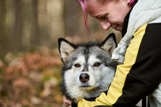 Woman with pink hair hugs beloved Siberian Husky dog, true love of human and pet stock photo