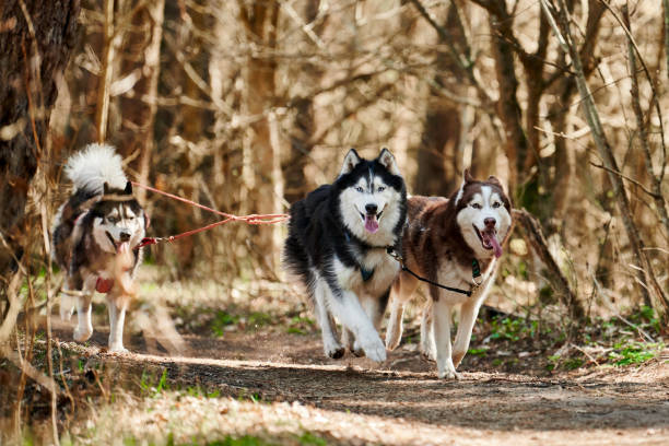 Running Siberian Husky sled dogs on autumn forest dry land, three Husky dogs outdoor mushing stock photo
