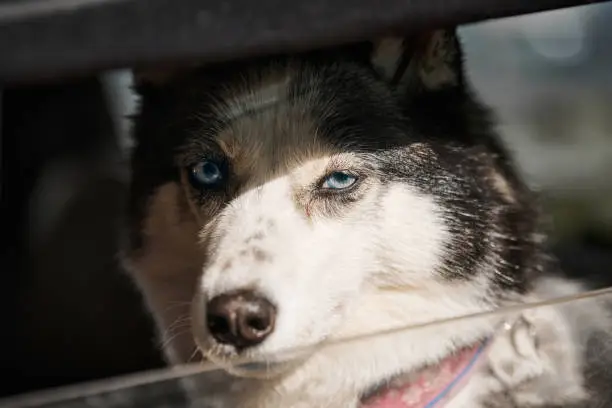 Photo of Siberian Husky dog behind window car portrait with blue eyes and gray coat color cute sled dog breed