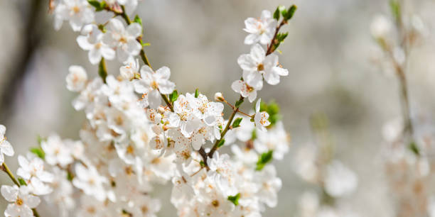 White plum blossom, beautiful white flowers of prunus tree in city garden, detailed plum branch stock photo