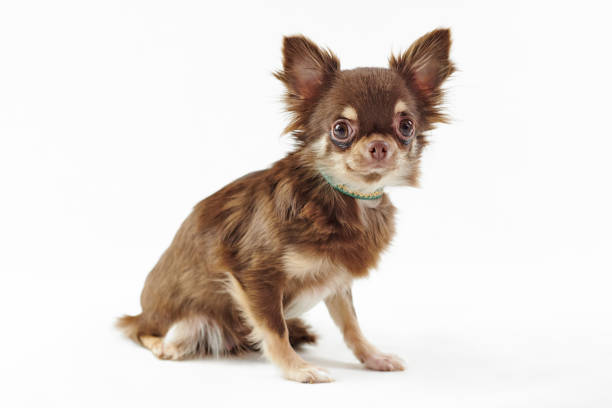 Short haired brown chihuahua dog with big ears isolated on white background cute chihuahua dog stock photo