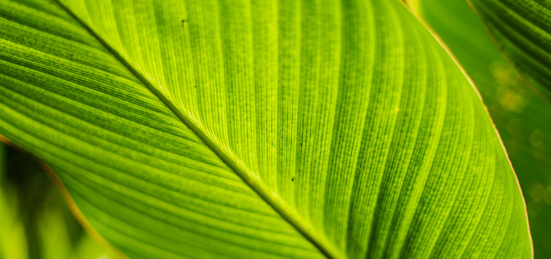 Green Leaf Dark Striped Natural Texture Foliate Pattern Vein Aspidistra Macro Photography Copy Space Background for presentation, flyer, card, poster, brochure, banner Soft Selective Focus