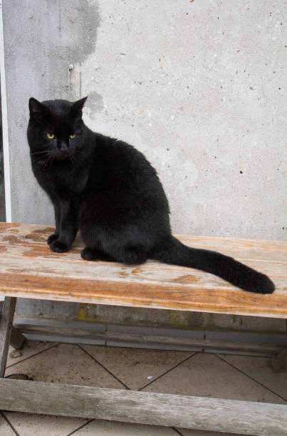 istock Black cat, outdoors 1454566183