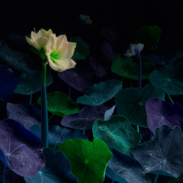 surreal nature background of wet leafs and flower stock photo