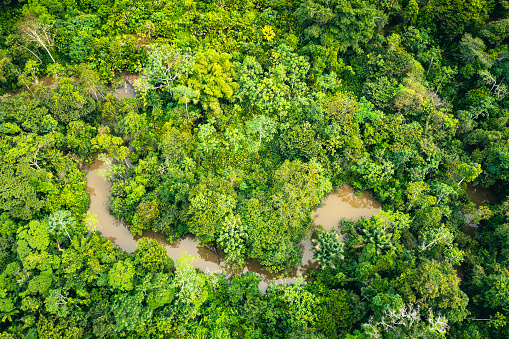 Aerial view of Amazon rainforest in Peru, South America. Green forest. Bird's-eye view. Jungle in Peru.