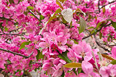 Large branches of a flowering apple tree or plum tree on a spring day.