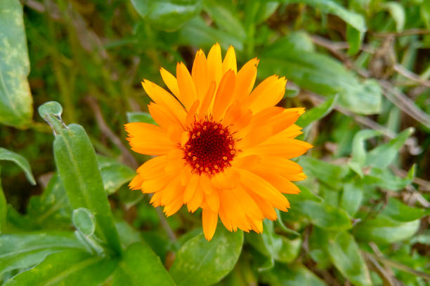 istock Close-up of a calendula flower. Flowering calendula. 1454567829