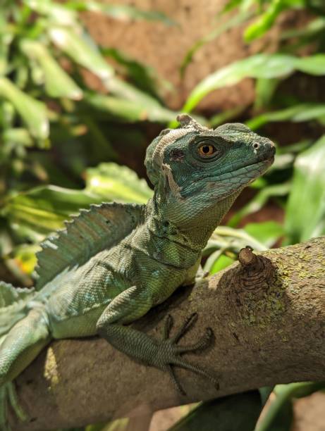 istock Vertical shot of a plumed basilisk on a branch 1454570212