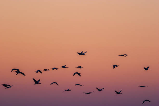 istock Flock of Cranes flying in the morning light 1454570294