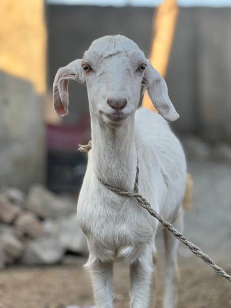 istock Goat and goat baby are enjoying 1454570404
