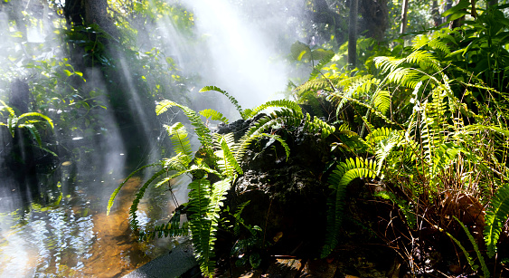 The Tropical jungle with  green of the nature as sun beam and mist-foggy in the morning at the  garden