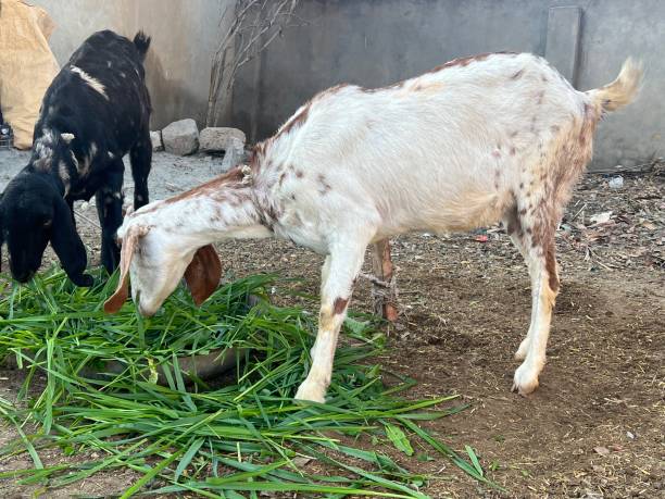 istock Goat and goat baby are enjoying 1454570657