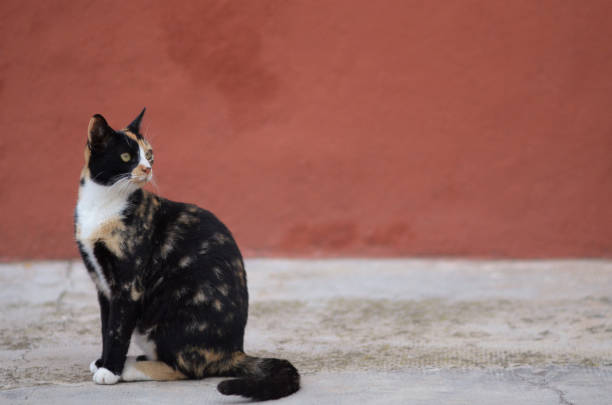 istock A colorful cat on the street 1454571483