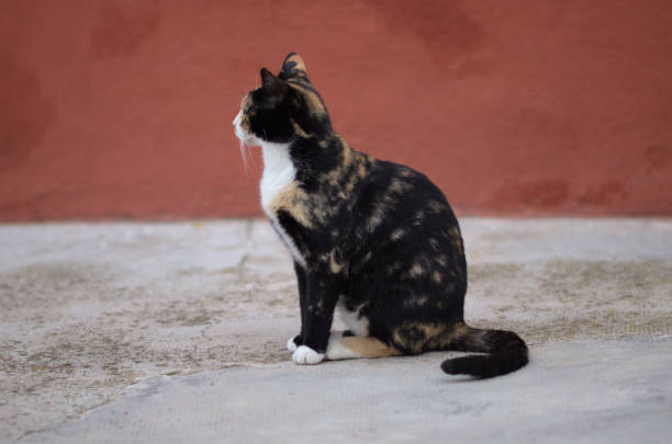 istock A colorful cat on the street 1454571490