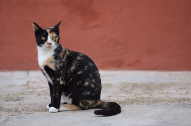 istock A colorful cat on the street 1454571504