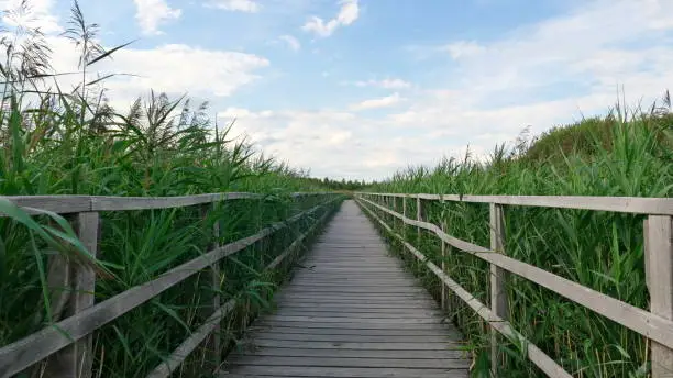 Wooden walkway among extensive green reeds under blue sky with some clouds at lake Federsee in Bad Buchau Germany