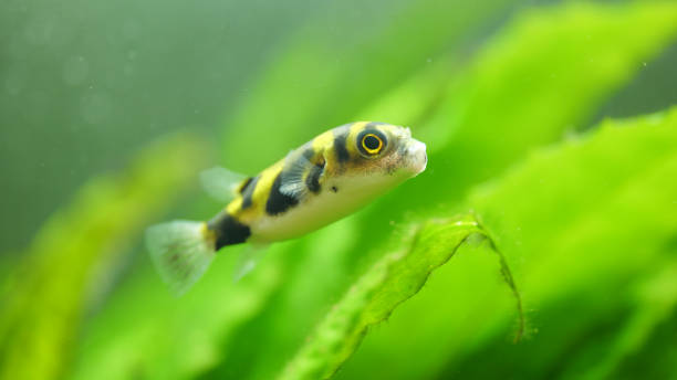 istock Black-yellow Colomesus asellus puffer fish 1454576955