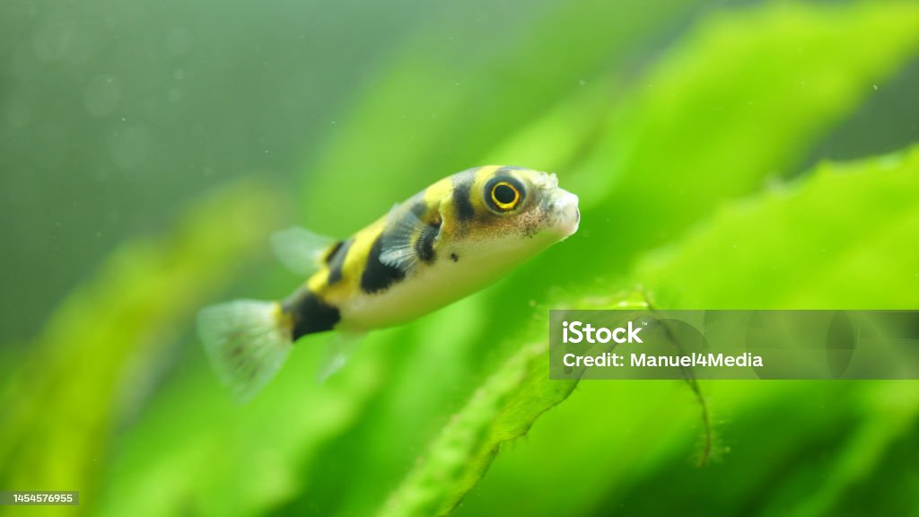 Black-yellow Colomesus asellus puffer fish Black-yellow Colomesus asellus puffer fish in aquarium in front of green plants Green Color Stock Photo